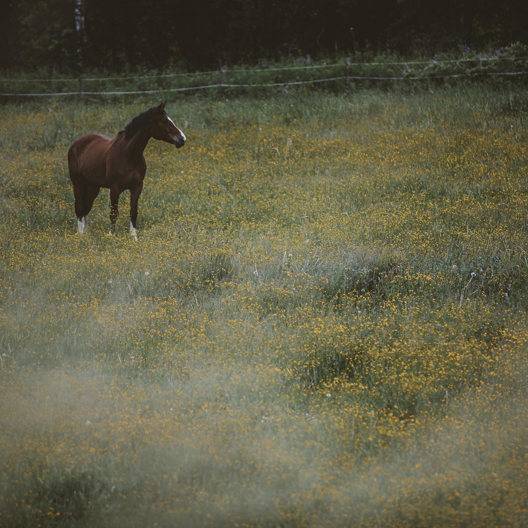 Horse