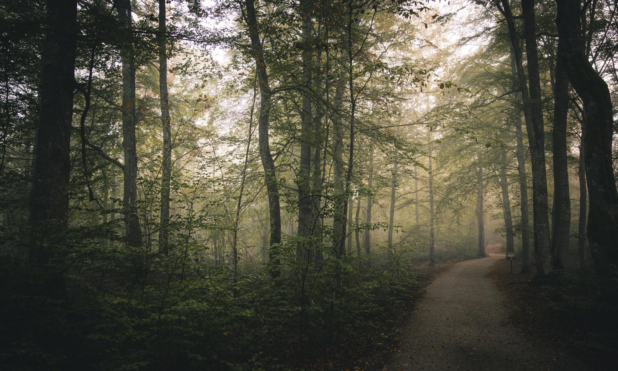 road thru forrest