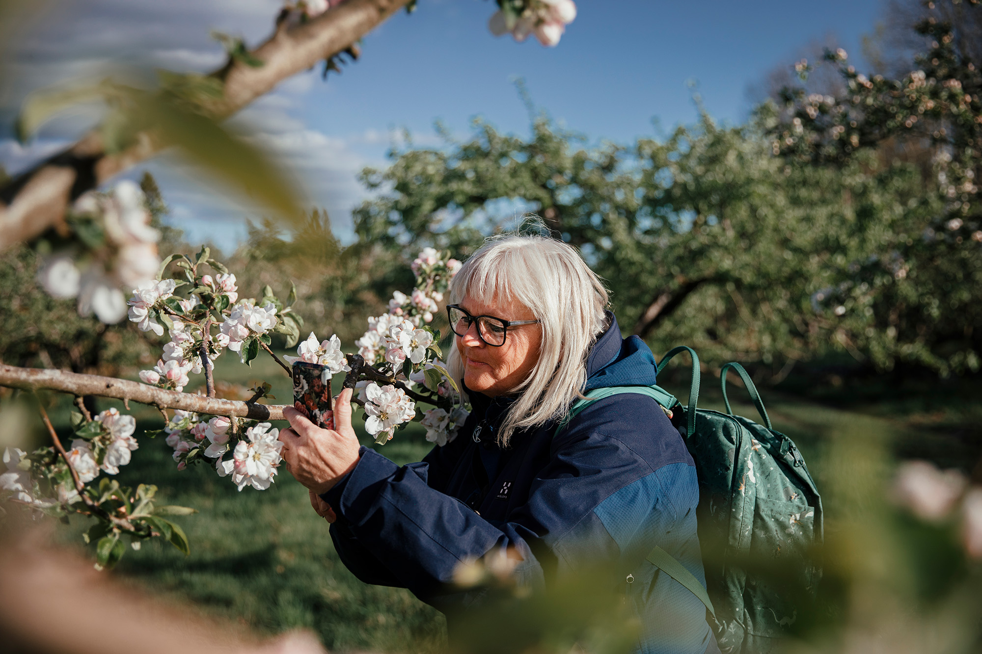 Äldre kvinna vid äppelträd på våren